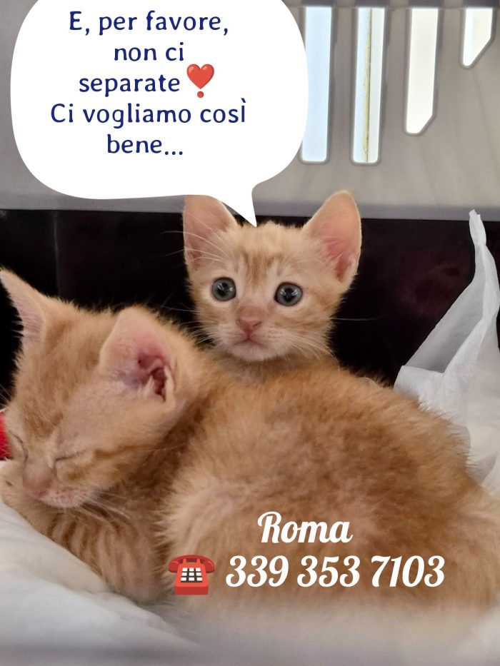 NON SEPARIAMO QUESTE PICCOLE DOLCEZZE INDIFESE