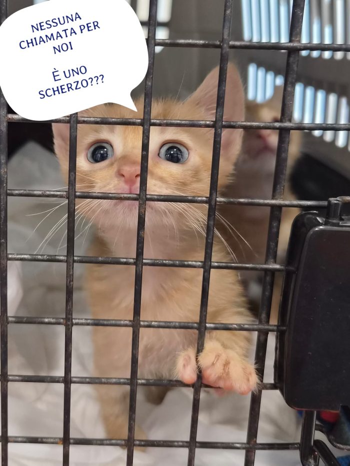 NON SEPARIAMO QUESTE PICCOLE DOLCEZZE INDIFESE