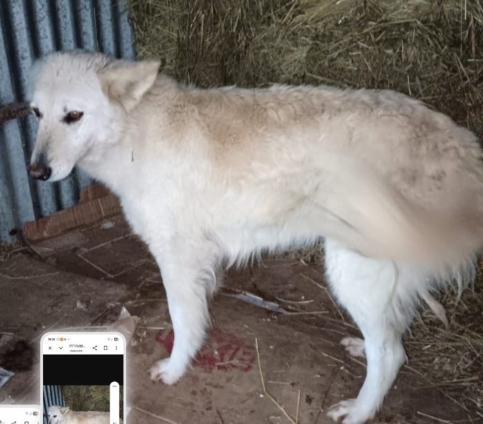 Birba 5anni e 1/2 rischia la deportazione in 1canile lager AVELLINO