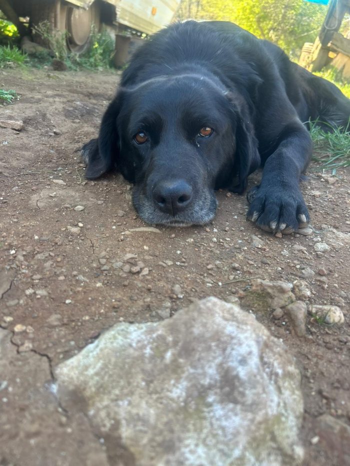 Linda splendida cagnolona cerca casa