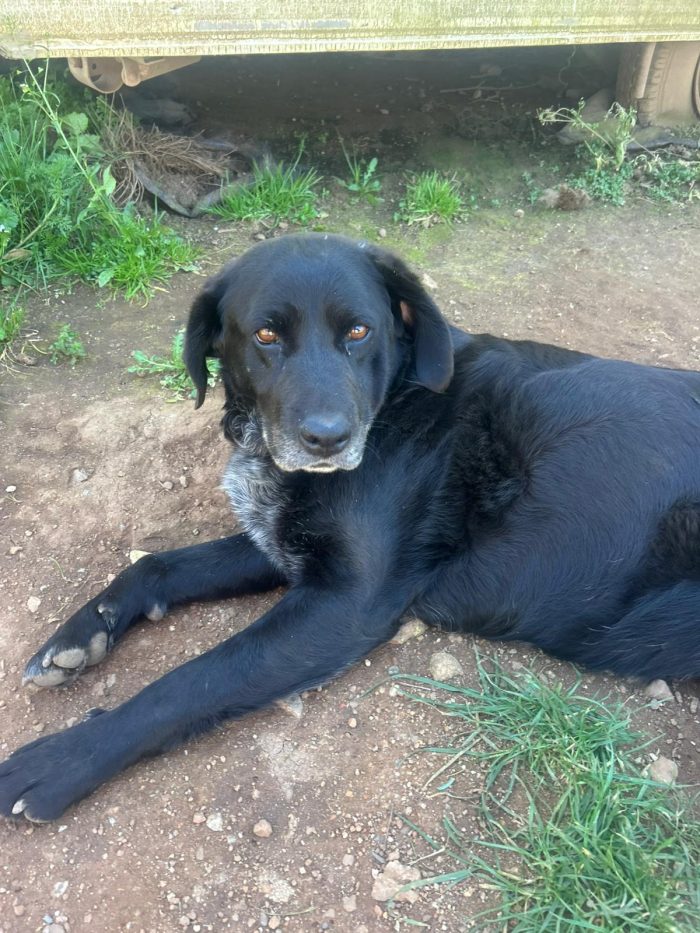Linda splendida cagnolona cerca casa