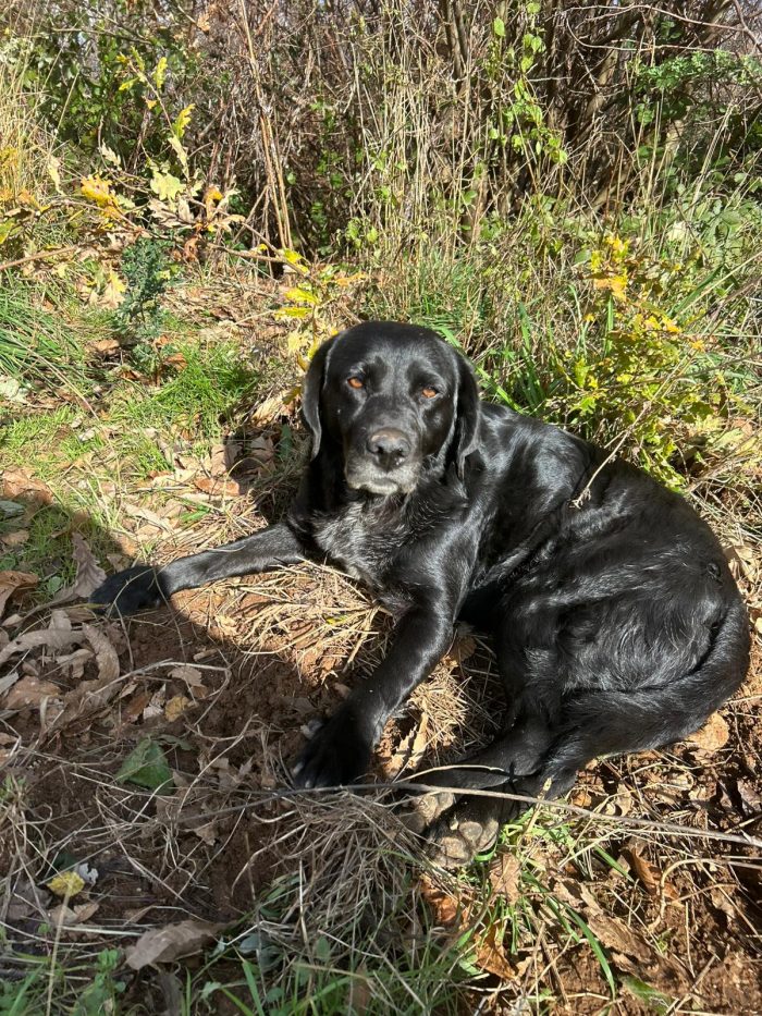 Linda splendida cagnolona cerca casa