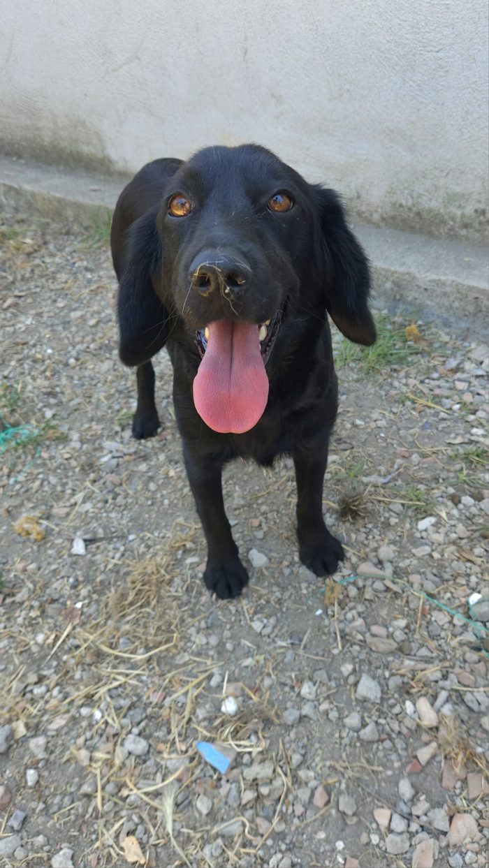 Diva, simil cocker!