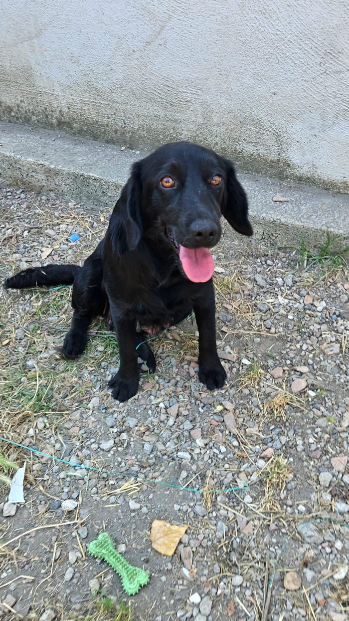 Diva, simil cocker!