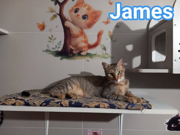 JAMES dolce micio in adozione!