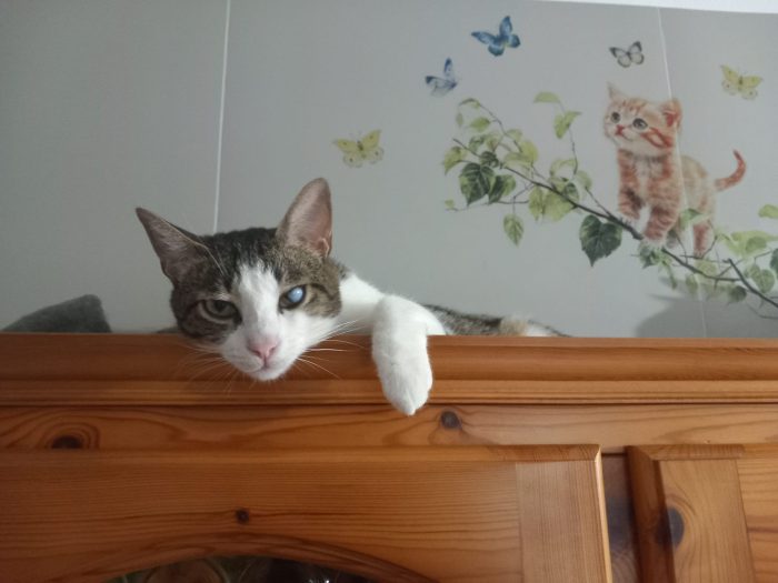 MICKY, tenero micino da adottare!