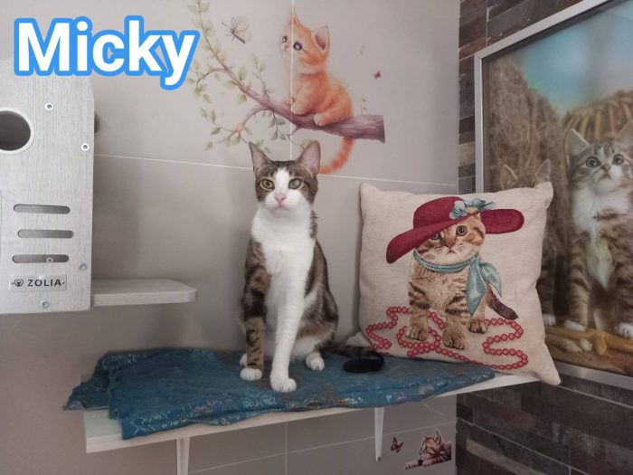 MICKY, tenero micino da adottare!