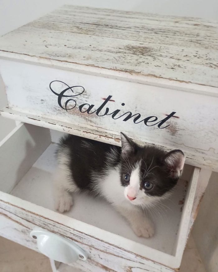 2 dolcissime cucciole di due mesi cercano casa