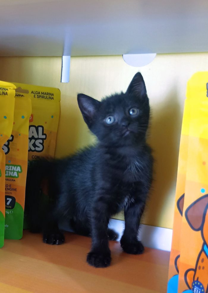 2 dolcissime cucciole di due mesi cercano casa