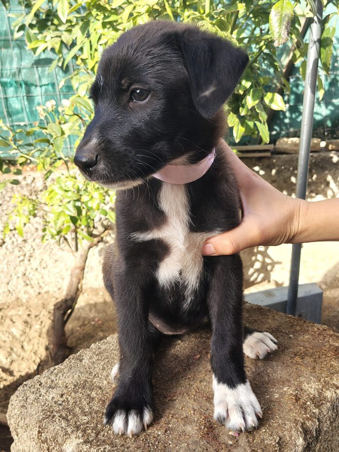 Leila quasi 3 mesi