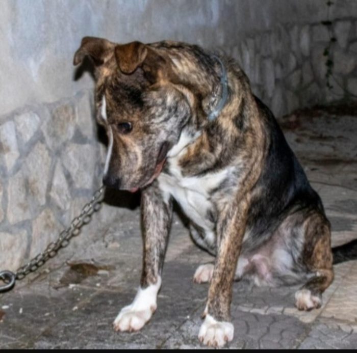 Tigro 2anni e mezzo buonissimo,ok gatti. ABRUZZO