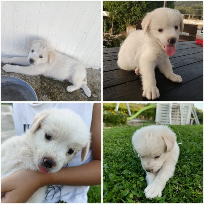 Cucciolo dolcissimo cerca casa