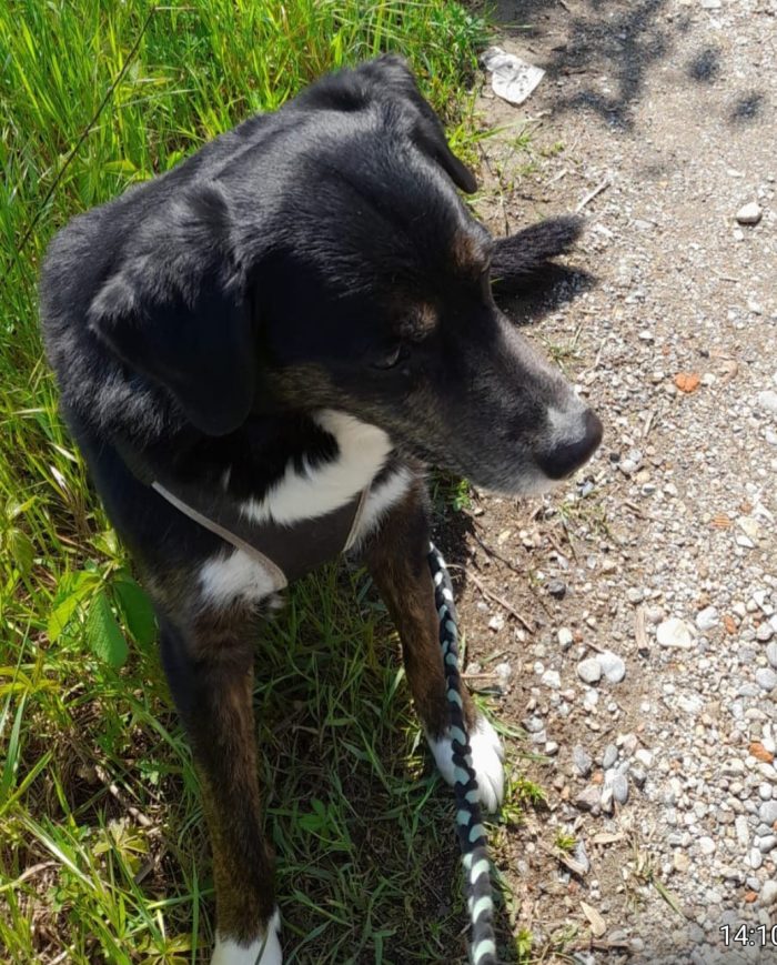 12/13anni ok gatti situazione particolare..a fine agosto lo stallo finirà povero Loky! MILANO
