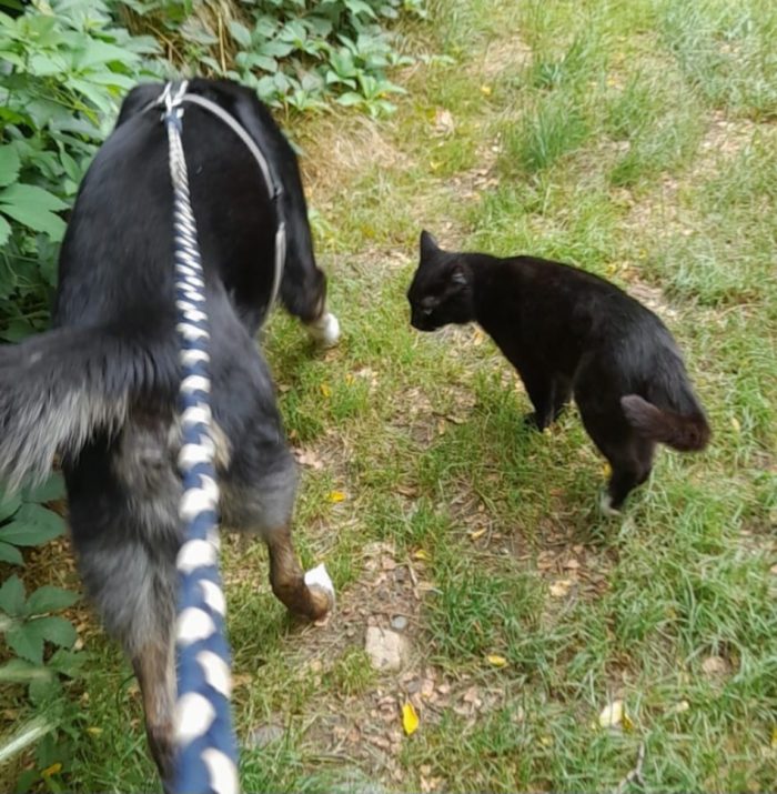 12/13anni ok gatti situazione particolare..a fine agosto lo stallo finirà povero Loky! MILANO - media 5