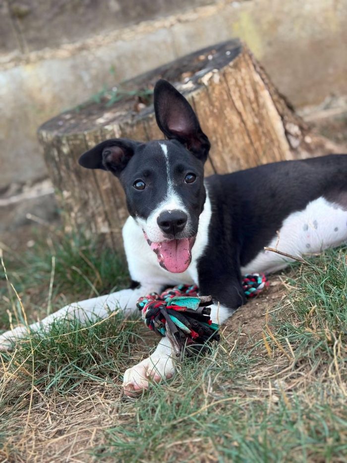 Domino, cucciolo a macchie