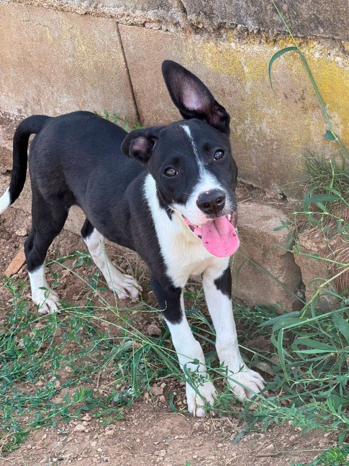 Domino, cucciolo a macchie