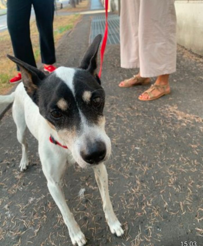 Jack Russel 12anni padrona va in RSA da settembre sarà senza casa !! SOS Milano
