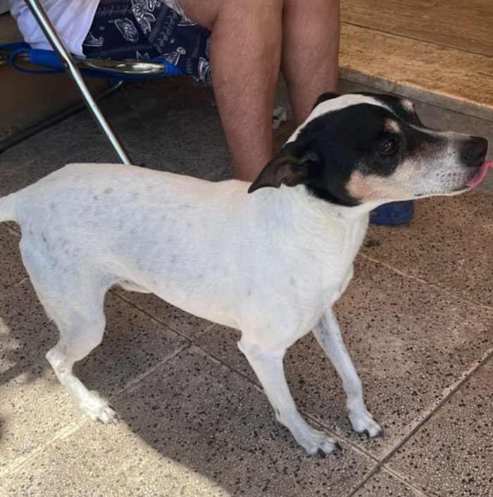 Jack Russel 12anni padrona va in RSA da settembre sarà senza casa !! SOS Milano