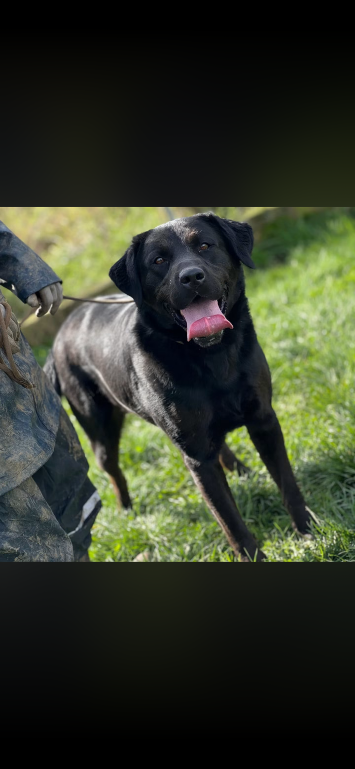 Gino il labrador