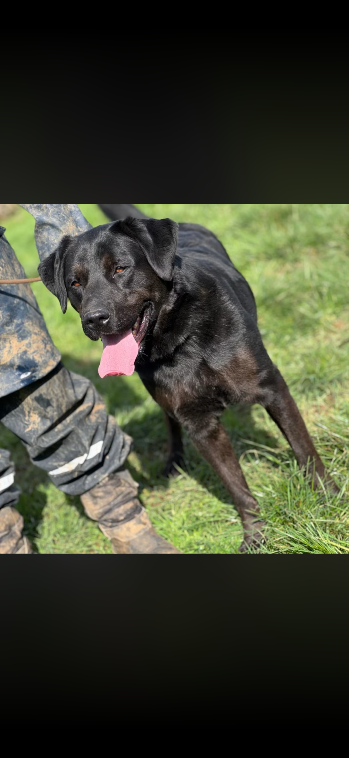 Gino il labrador