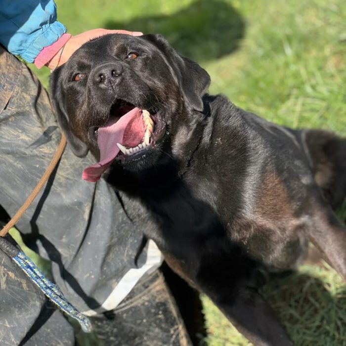 Gino il labrador