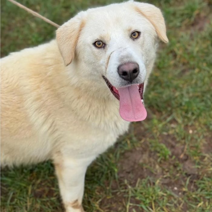 Lampo fake labrador