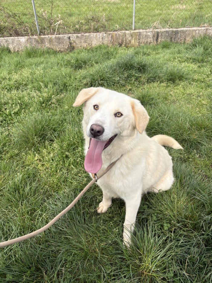 Lampo fake labrador