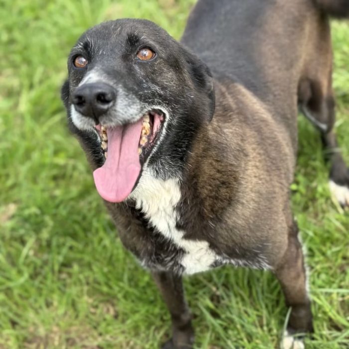 Filiberto il cane migliore del mondo