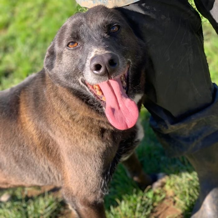Filiberto il cane migliore del mondo