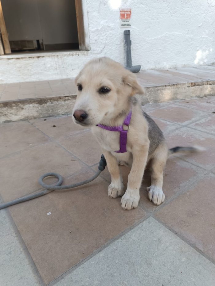 CUCCIOLA, CERCA CONDIVISIONI E ADOZIONE 🏠AMBRA, MERAVIGLIOSA DOLCE