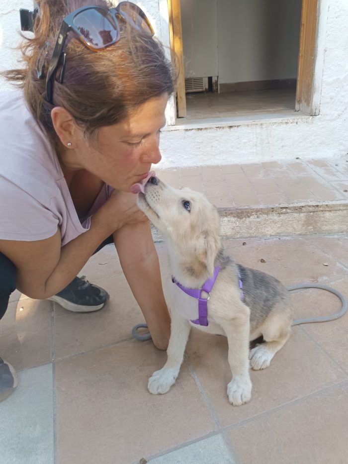 CUCCIOLA, CERCA CONDIVISIONI E ADOZIONE 🏠AMBRA, MERAVIGLIOSA DOLCE