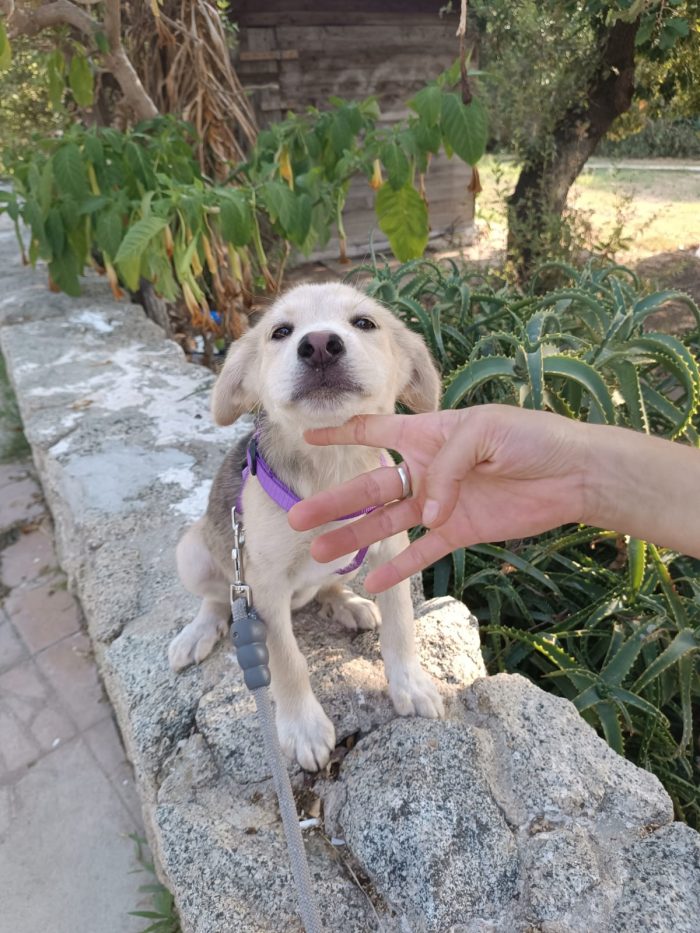 CUCCIOLA, CERCA CONDIVISIONI E ADOZIONE 🏠AMBRA, MERAVIGLIOSA DOLCE - media 5