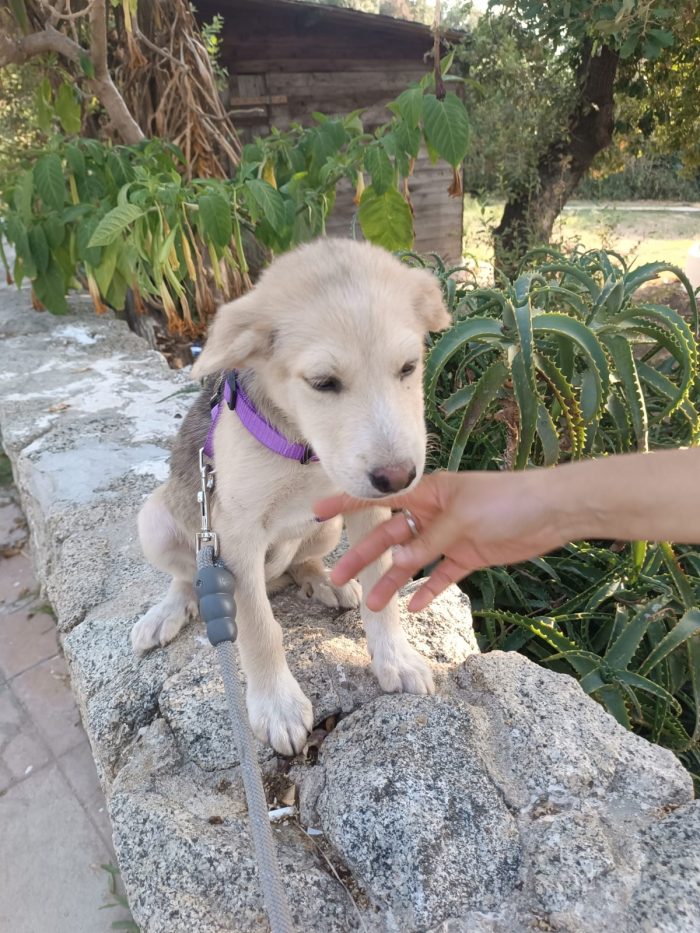 CUCCIOLA, CERCA CONDIVISIONI E ADOZIONE 🏠AMBRA, MERAVIGLIOSA DOLCE - media 4