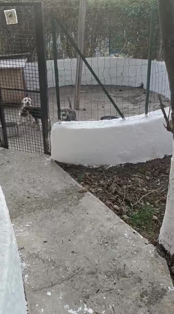 CUCCIOLA, CERCA CONDIVISIONI E ADOZIONE 🏠AMBRA, MERAVIGLIOSA DOLCE - media 7