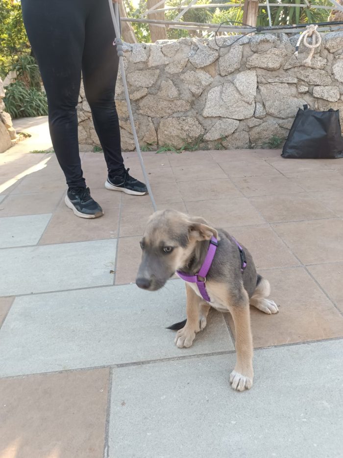 CUCCIOLA, CERCA CONDIVISIONI E ADOZIONE 🏠AMBRA, MERAVIGLIOSA DOLCE - media 6