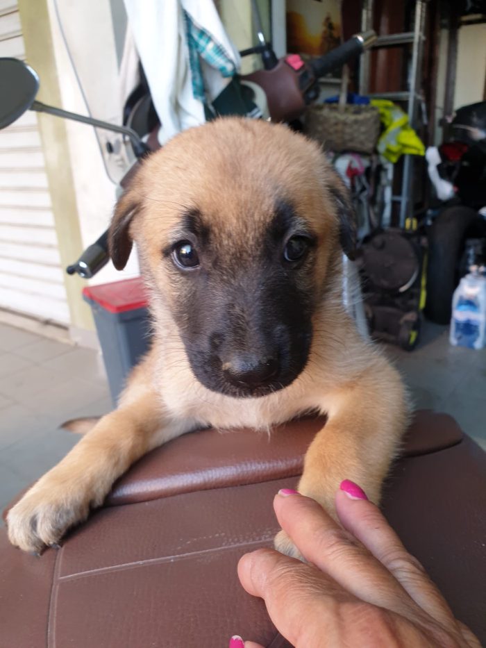 CUCCIOLOTTA SENZA RICHIESTE 💔 SOS CONDIVISIONI, STALLO / ADOZIONE 🆘PER KAREN