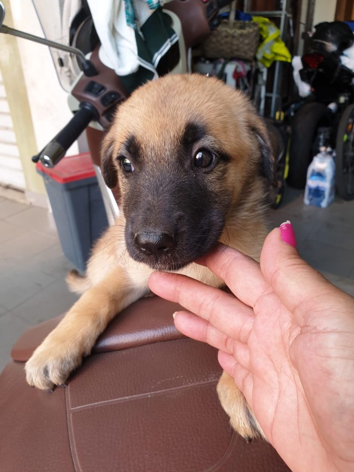 CUCCIOLOTTA SENZA RICHIESTE 💔 SOS CONDIVISIONI, STALLO / ADOZIONE 🆘PER KAREN - media 4