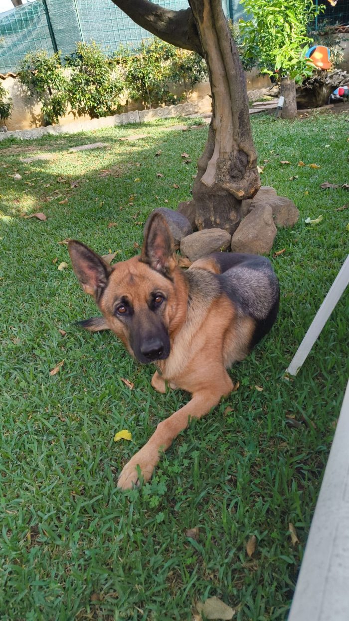 CUCCIOLOTTA SENZA RICHIESTE 💔 SOS CONDIVISIONI, STALLO / ADOZIONE 🆘PER KAREN - media 5