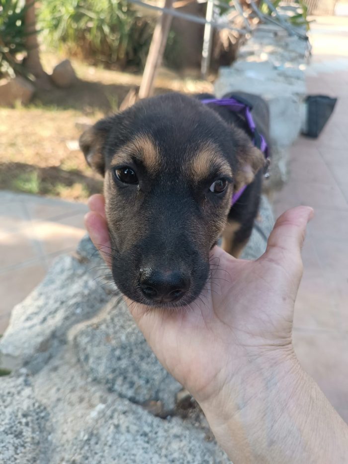 CUCCIOLA, CERCA CONDIVISIONI E ADOZIONE 💗GREY, SPLENDIDA DOLCE
