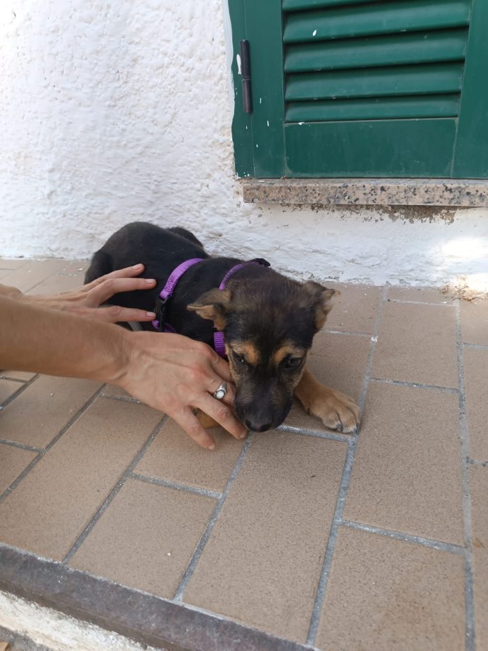 CUCCIOLA, CERCA CONDIVISIONI E ADOZIONE 💗GREY, SPLENDIDA DOLCE - media 4