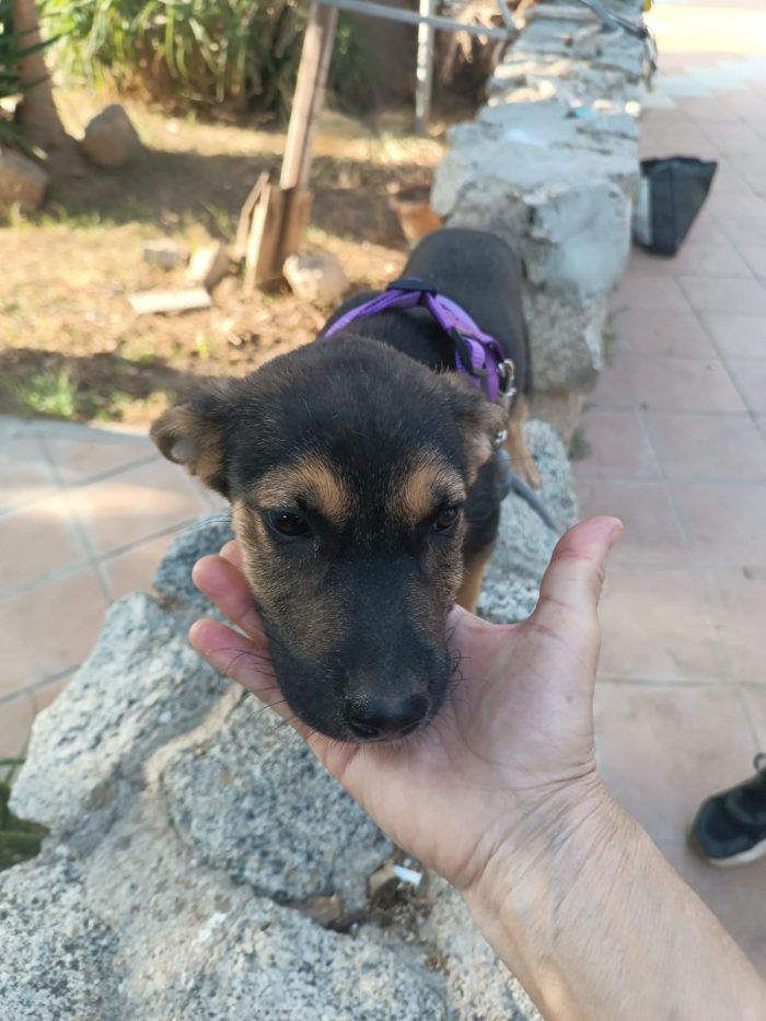 CUCCIOLA, CERCA CONDIVISIONI E ADOZIONE 💗GREY, SPLENDIDA DOLCE - media 5