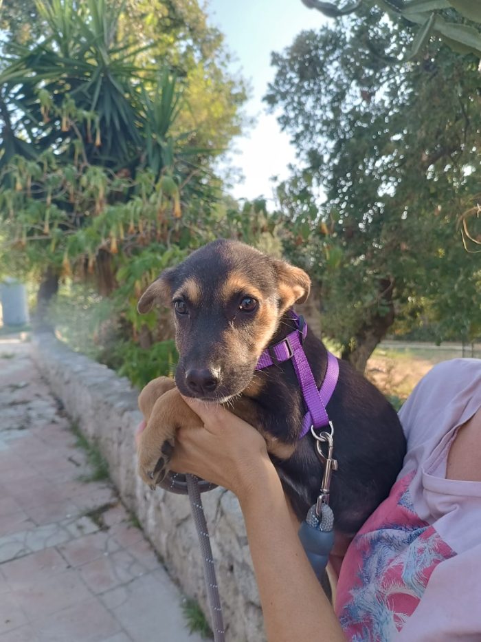 CUCCIOLA, CERCA CONDIVISIONI E ADOZIONE 💗GREY, SPLENDIDA DOLCE - media 6
