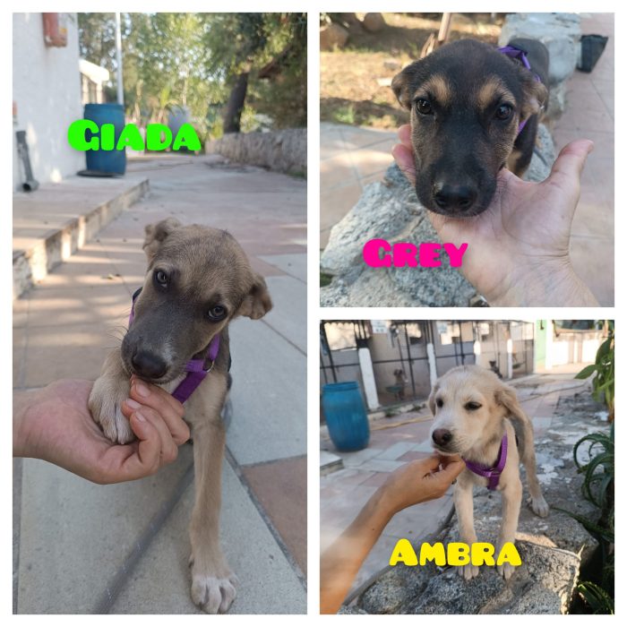 CUCCIOLA, CERCA CONDIVISIONI E ADOZIONE 💗GREY, SPLENDIDA DOLCE - media 7