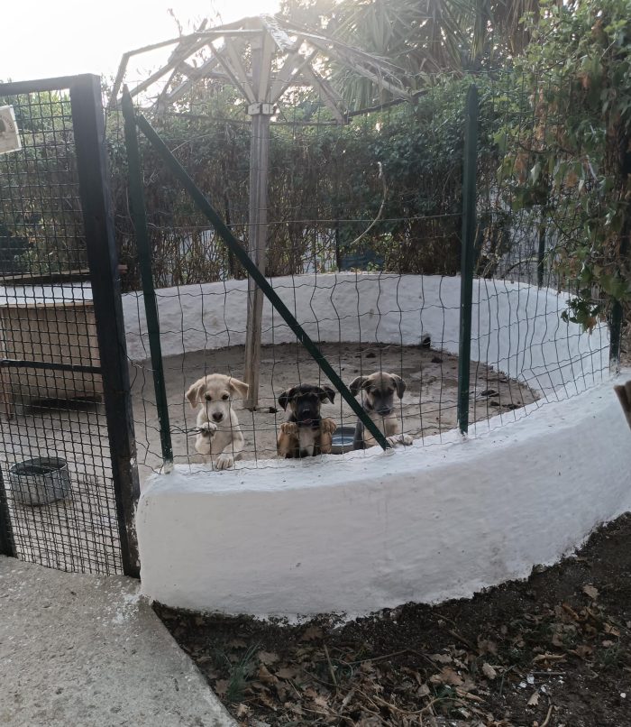 CUCCIOLA, CERCA CONDIVISIONI E ADOZIONE 💗GIADA  SPLENDIDA E DOLCE - media 4