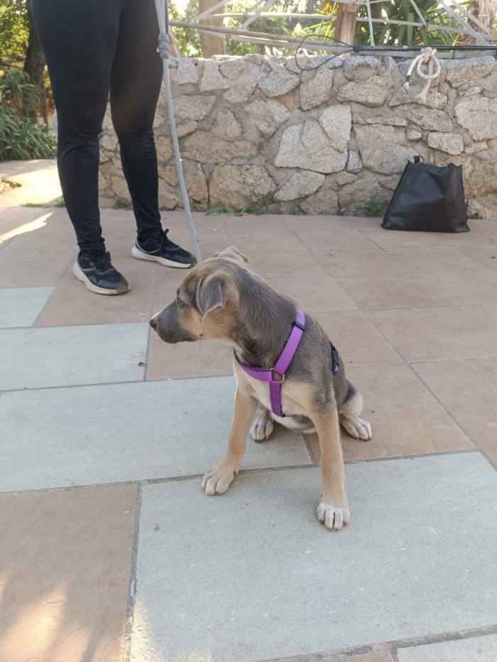 CUCCIOLA, CERCA CONDIVISIONI E ADOZIONE 💗GIADA  SPLENDIDA E DOLCE