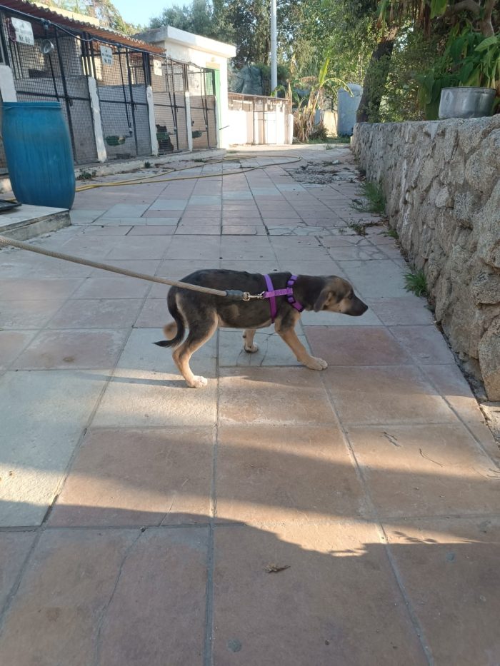 CUCCIOLA, CERCA CONDIVISIONI E ADOZIONE 💗GIADA  SPLENDIDA E DOLCE