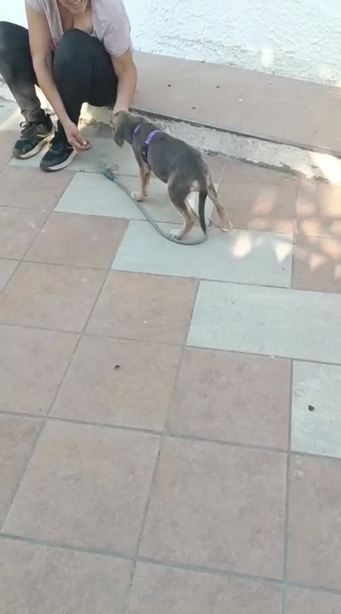 CUCCIOLA, CERCA CONDIVISIONI E ADOZIONE 💗GIADA  SPLENDIDA E DOLCE - media 6