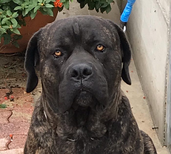 CORSO ANZIANO, RISCHIA IL CANILE!!! 🚨🚨 HARON, SPLENDIDO CANE