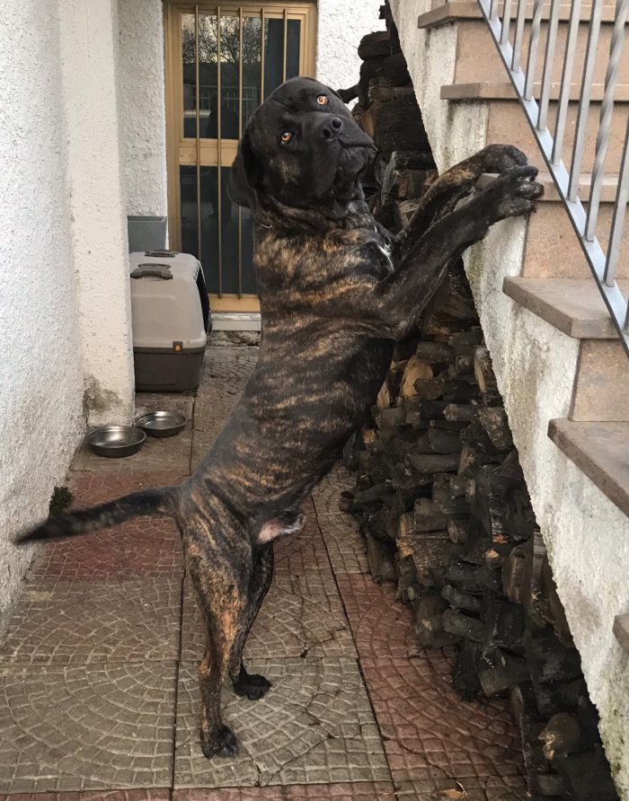 CORSO ANZIANO, RISCHIA IL CANILE!!! 🚨🚨 HARON, SPLENDIDO CANE