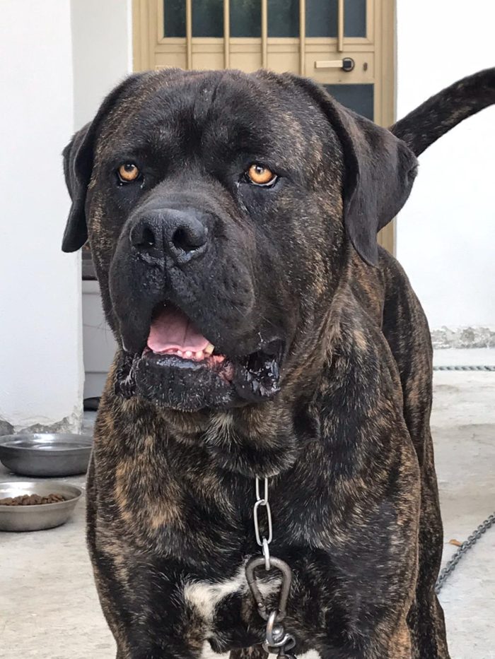 CORSO ANZIANO, RISCHIA IL CANILE!!! 🚨🚨 HARON, SPLENDIDO CANE